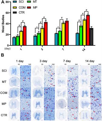 Melatonin Synergizes With Methylprednisolone to Ameliorate Acute Spinal Cord Injury